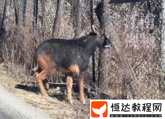“四不像”中華鬣羚